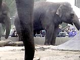 Слоны жили в лондонском зоопарке с 1831 года