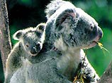 Кенгуру и коал уничтожат сторонники "чистого ислама"