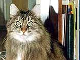 Суд в штате Огайо в США, приговорил кота Твити, живущего в городе Шардон, к пожизненному домашнему аресту