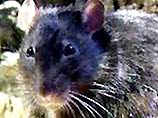 В 10 районах Москвы санитарные врачи обнаружили крыс, зараженных туляремией - острой инфекционной болезнью, главным проявлением которой является лихорадка