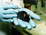 Инфицированных крыс отловили рядом с санаторием "Узкое" (Юго-Западный округ), в Кузьминском парке (Юго-Восточный округ), в Косино и Измайловском лесопарке (Восточный округ)