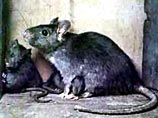 В Бразилии килограмм мертвых крыс стоит 2 доллара