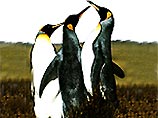 Ученые едут на Фолклендские острова изучать загадочное поведение пингвинов