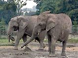 Два вьетнамских слона умерли от передозировки наркотиков