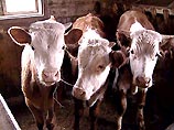 Первый случай "коровьего бешенства" зарегистрирован в Словении