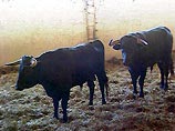 Несколько десятков животных, предназначавшихся для участия в московской корриде, могут погибнуть от холода Несколько десятков животных, предназначавшихся для участия в московской корриде, могут погибнуть от холода