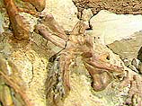 Германские археологи обнаружили окаменевшие фрагменты скелета хищного динозавра