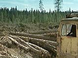 Политику в отношении лесной отрасли надо менять, считают владельцы крупнейшего ЛПК страны