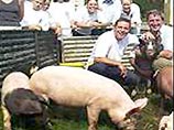 На телеэкраны Великобритании вслед за шоу Big Brother выходит Pig Brother (Братец Хрюша) На телеэкраны Великобритании вслед за шоу Big Brother выходит Pig Brother (Братец Хрюша)