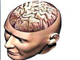 Человек может нарастить мускулатуру силой мысли Человек может нарастить мускулатуру силой мысли
