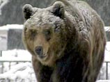 Медведи в Московском зоопарке "объявили" о начале зимы