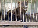 На днях они перестали радоваться еде, что является первым признаком приближающейся спячки На днях они перестали радоваться еде, что является первым признаком приближающейся спячки