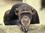 Человекообразные обезьяны наделены мозговой функцией, имеющей отношение к речевым способностям