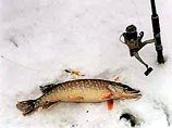 В Ленинградской области за спасение со льдин с рыбаков будет взиматься плата 