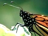 Мексика переживает нашествие королевских бабочек