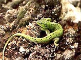 На одном из островов в Карибском море обнаружена самая маленькая рептилия в мире