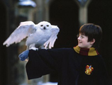 Книги о Гарри Поттере стали культурным феноменом