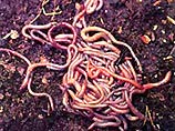 Ученые из университета в Колорадо нашли ген долголетия у червей