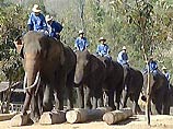 Стадо слонов, пять лет терроризировавших вьетнамцев, переселено в заповедник