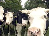 В Австрии зафиксирован первый случай "коровьего бешенства"