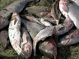 Финский рыбак поставлял на продажу слишком свежую рыбу