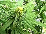 В Канаде собран первый легальный урожай марихуаны