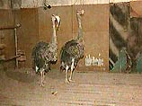 Три десятка африканских страусят впервые зимуют на Алтае