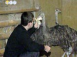 Особенно полюбились африканским птицам алтайские арбузики Особенно полюбились африканским птицам алтайские арбузики