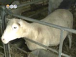 Знаменитой овечке Долли поставлен диагноз - ревматический артрит