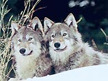 Волки боятся грохота от взрывов новогодних петард и не приближаются к отарам