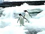 Теперь аделийским и королевским пингвинам нужно преодолевать огромные расстояния, чтобы иметь возможность накормить своих детенышей