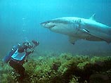 В США акула произвела потомство в результате "непорочного" зачатия