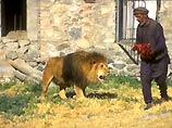 В зоопарке живет  знаменитый одноглазый лев, подаренный Германией 38 лет назад
