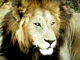 Трое из шести львов внезапно набросились на своего укротителя, известного дрессировщика Вадима Канбегова