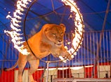 В Ярославском цирке львы напали на дрессировщика