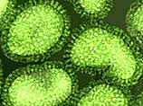 Основным возбудителем эпидемии является известный вирус гриппа типа В