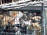 Попытка зажарить кошку привела к выгоранию 62 домов Попытка зажарить кошку привела к выгоранию 62 домов