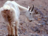 Гомосексуалист стал зоофилом на глазах у целого поезда Гомосексуалист стал зоофилом на глазах у целого поезда