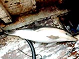 Защитники природы обвинили французских рыбаков в убийстве сотен дельфинов