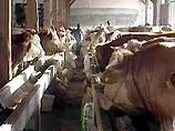 Международные санкции в связи с эпизоотией этого высокоинфекционного заболевания скота могут быть сняты