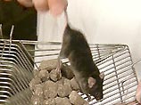 Клонированные животные долго не живут и отличаются пониженной способностью бороться с болезнями Клонированные животные долго не живут и отличаются пониженной способностью бороться с болезнями