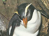 В Японии умер самый старый пингвин на планете
