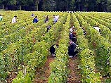 Бургундии прошел праздник сбора винограда, на котором россияне впервые были полновправными участниками