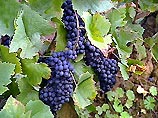 Члены Московской ассоциации "Сомелье" учились срезать виноградные гроздья по всем правилам