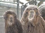 В Казахстане служители зоопарка пытались обменять редких животных на офисное оборудование