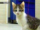 В американском штате Техас появился на свет первый клонированный котенок