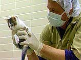 Пятнистый короткошерстный котенок, получивший кличку "Сс:", был клонирован учеными техасского университета A&M