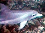 Десятки морских животных поставлялись владельцам частных курортов и разнообразных аквапарков в Карибском бассейне