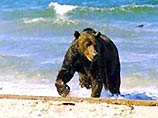 Лицензии на отстрел камчатского медведя на эту весну давно проданы иностранным туристам