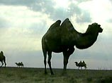 В Арабских Эмиратах проходит первый общенациональный конкурс красоты среди верблюдов